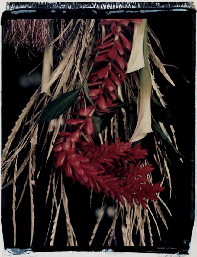 Ginger Brazulia II 2001 - 20x24 - $3200 Framed