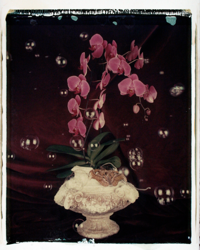 Orchid Moth II 2010 - 20x24 - $3200 Framed