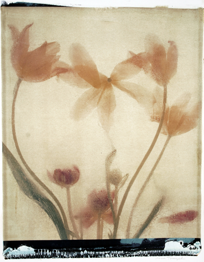 Tulip Ice II 2004 - 20x24 - $3200 Framed