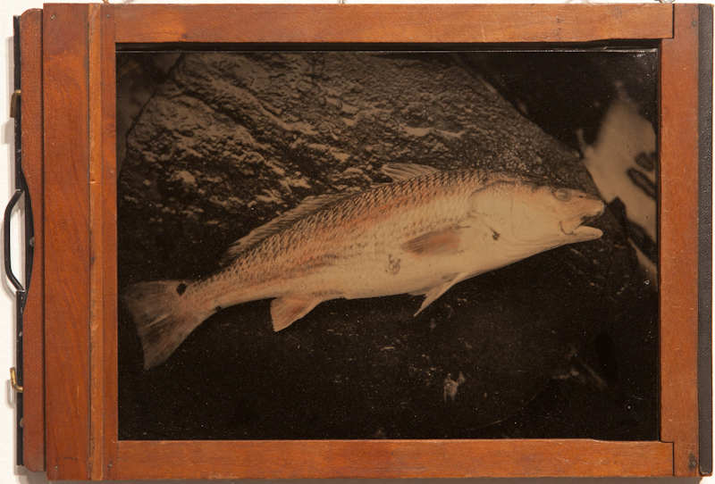 Redfish - Tintype on Aluminum - $250